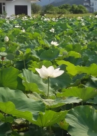 花神抖音活动